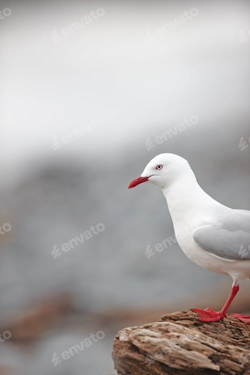 Preview: Seagull resting