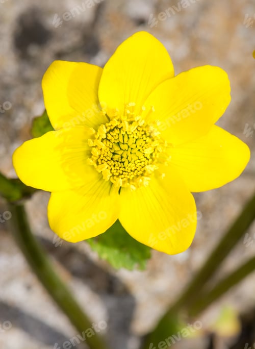 Preview: Yellow marsh marigold flower blossom