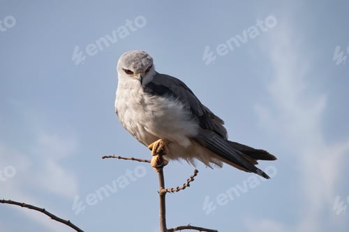 Preview: African Blacked-Winged Kite