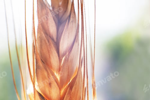 Preview: rye spike closeup. rye spike background. rye ear macro