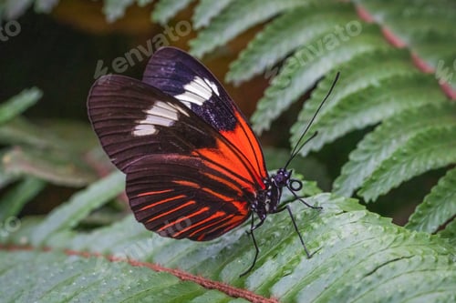 Preview: Closeup of a postman butterfly on fern leaves in a field with a blurry background