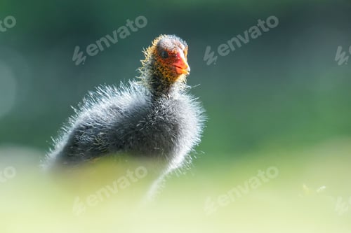 Preview: Shallow focus shot of an Eurasian cootling standing on the grass with blurred background