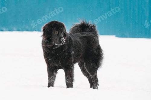 Preview: Dog Newfoundland Walk Outdoor In Snow At Winter Day