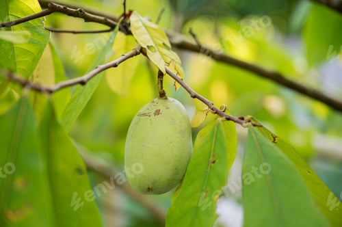 Preview: Asimina fruit growing on a tree