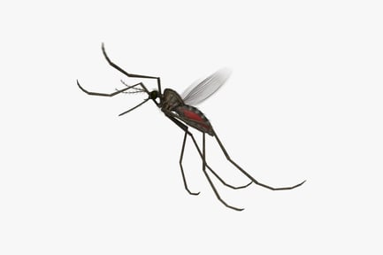 Preview: Animated Common House Mosquito