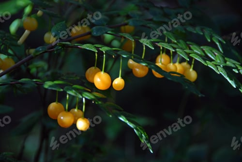 Preview: Closeup shot of yellow fruits growing in the middle of the forest