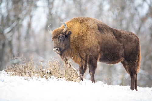 Preview: Hungry wood bison eating dry grass in the snowy wilderness