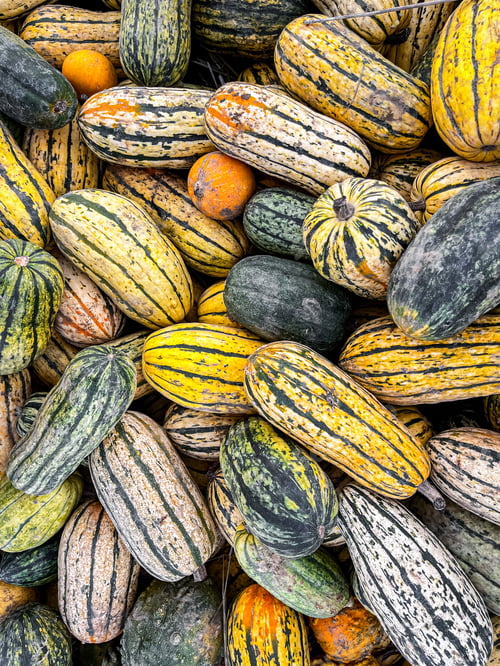 Preview: pumpkin plant fresh harvest varieties of pumpkins food snack outdoor copy space food background