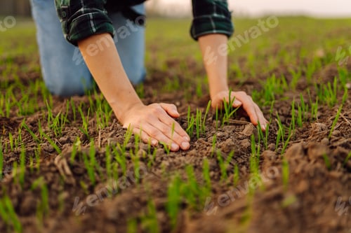 Preview: Farmer holds a young green wheat sprouts in hands checking quality of new crop. Concept of ecology.