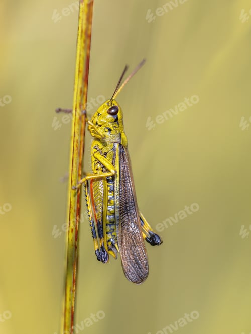 Preview: Large marsh grasshopper perched on grass