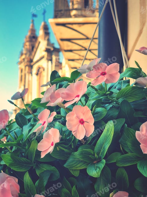 Preview: View of flowers on a balcony