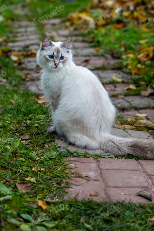 Preview: Picture of a nevsky masquerade cat in a garden stock photo