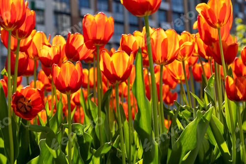 Preview: Red tulips background. Beautiful tulip. Flower bud in spring in the sunlight. Flowerbed with flowers