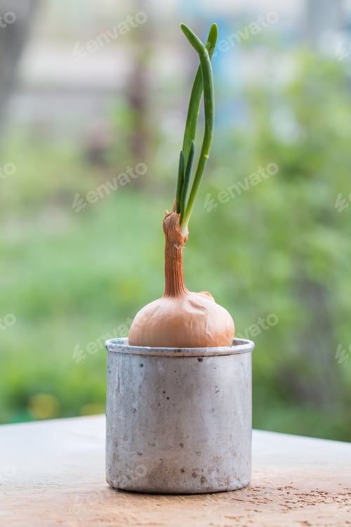 Preview: sprouted onions in metal cup