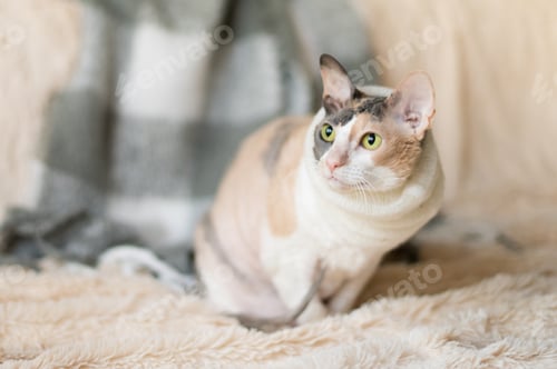 Preview: adult Cornish Rex cat in a warm knitted scarf sits in a warm fur blanket