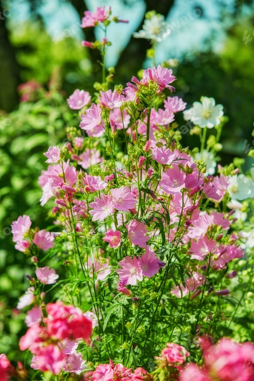 Preview: Beautiful flowers from my garden