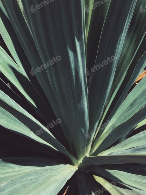 Preview: plant