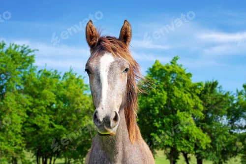 Preview: Gray horse looking at camera.