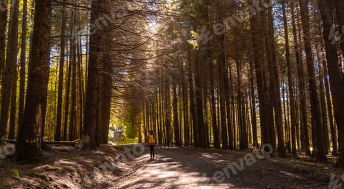 Preview: Irati forest or jungle in autumn, a young hiker at sunset on a pine path. Ochagavia
