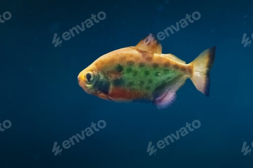 Preview: Spotted Metynnis (Metynnis Maculatus) - Freshwater Fish