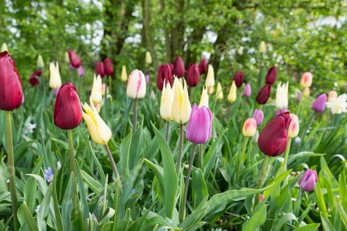 Preview: tulips in red purple and yellow