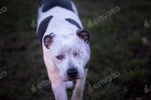 Preview: Horizontal closeup shot of a one-eyed black and white pit bull at the Henry Hollow dog park