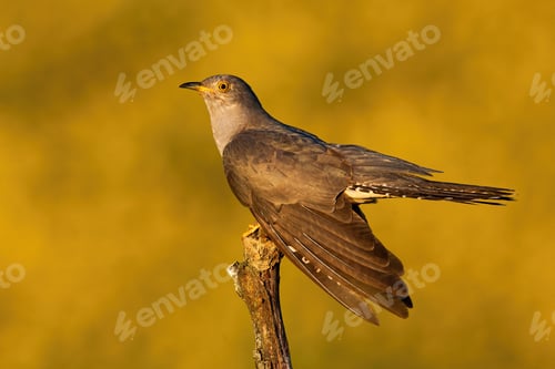 Preview: Male common cuckoo displaying and holding wings low at sunset in summer