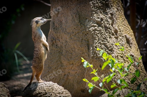 Preview: Meerkat Standing