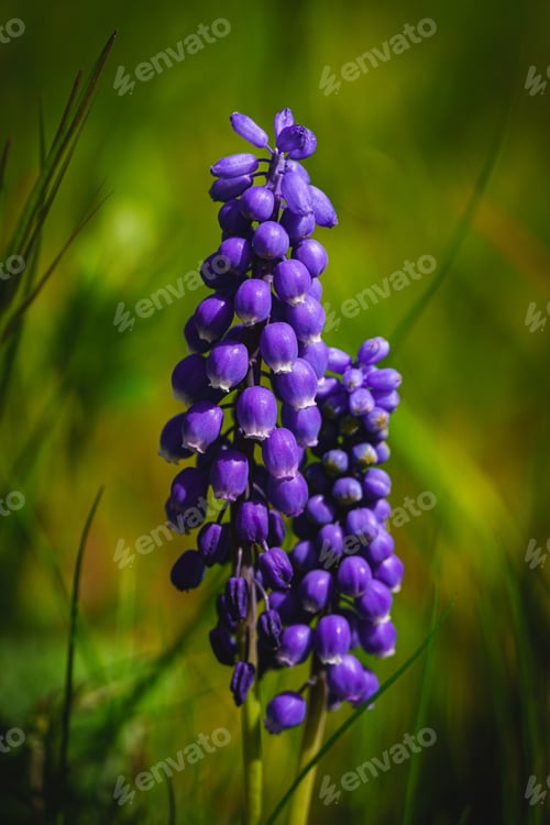 Preview: Close-up of a cluster of purple flowers standing out against a lush green field of grass
