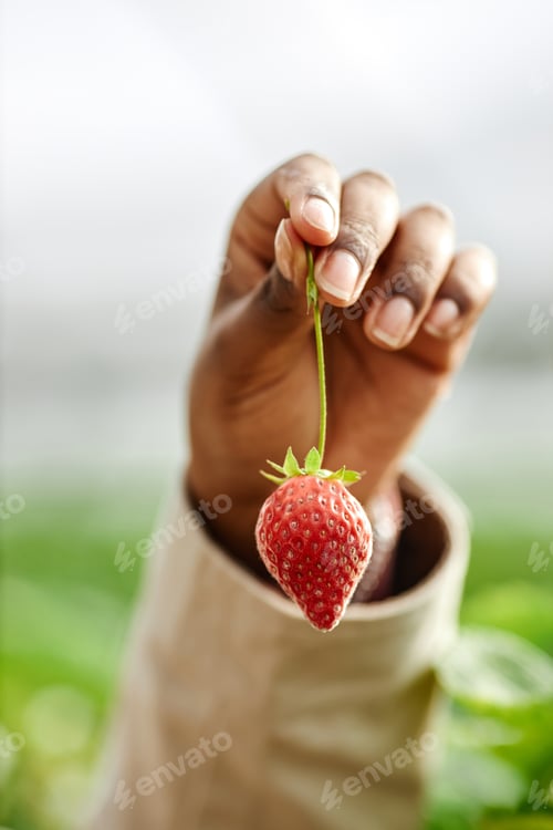 Preview: Black Woman Holding Fresh Strawberry Outdoors in Natural Garden Setting