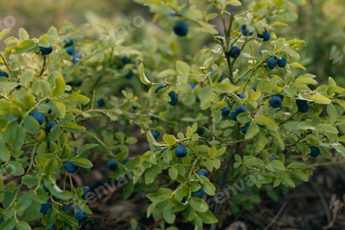 Preview: Wild ripe berries of blueberry in forest