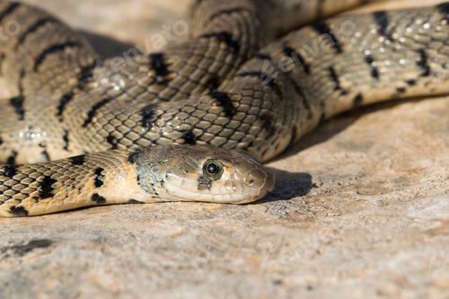 Preview: Algerian Whip Snake (Hemorrhois algirus) found in Malta, locally called Serp Ahdar