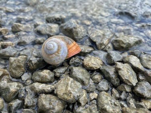 Preview: the snail shell lies on the stones and is washed by the wave
