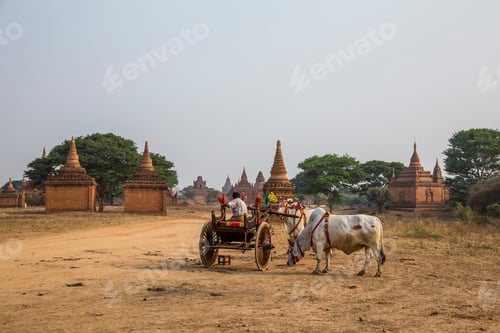 Preview: A peasant in a bull chariot at a temple in Bagan. Myanmar