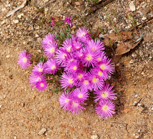 Preview: Fynbos of Western Cape