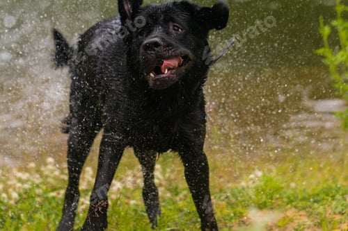 Wet Dog Shakes in the Grass on a Summer Day