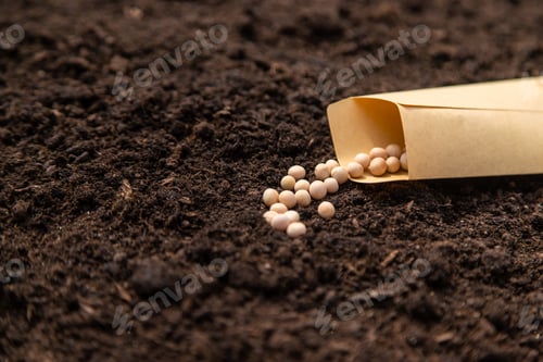 Preview: Sow pea seeds in the garden. Selective focus.