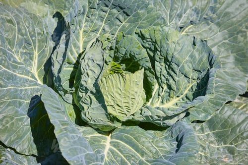 Preview: Cabbage leaves detail. Organic healthy natural food. Vegetable