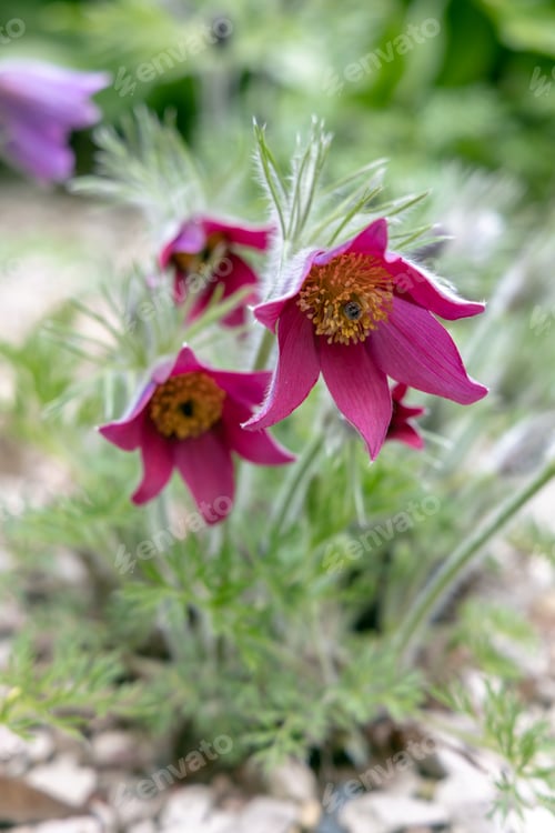 Preview: Pulsatilla vulgaris red blossoms in the garden in spring