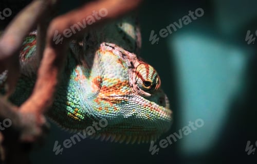 Veiled Chameleon Head Up Close
