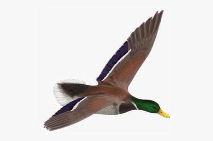 Preview: American Black Duck in Flight