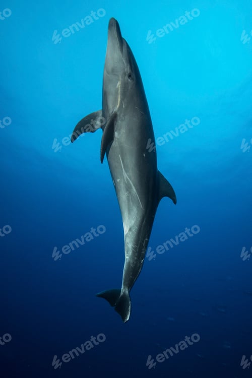 Preview: A graceful dolphin swimming in the deep blue sea