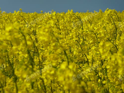 Preview: Field of Yellow Flowers Under Cloudy Sky