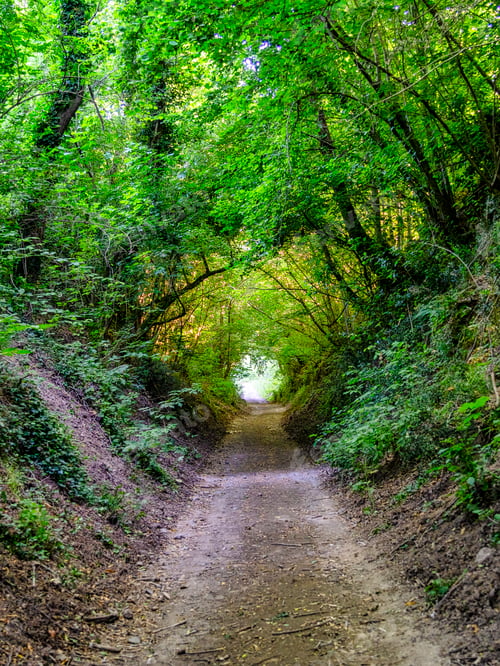 Preview: Country road in the forest of Oriolo Romano, Lazio
