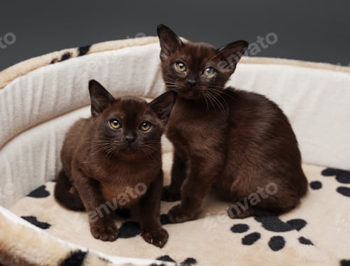 Preview: Two adorable cats resting on white bed together