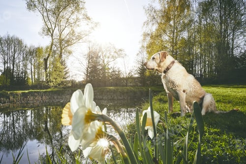 Preview: Labrador in spring nature