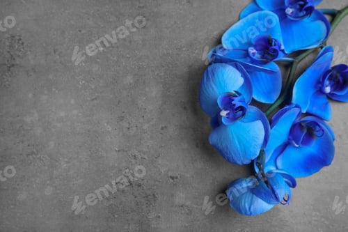 Preview: Branch with beautiful tropical orchid flowers on grey background, top view. Space for text
