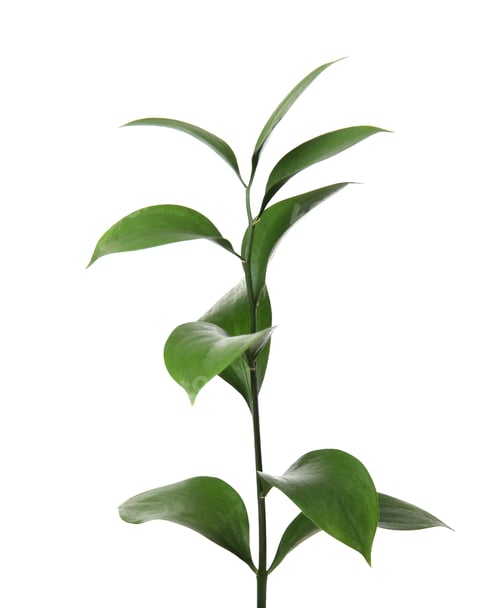 Preview: Ruscus branch with fresh green leaves on white background