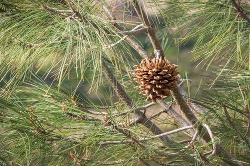 Preview: Close up of Gray Pine branches and cone