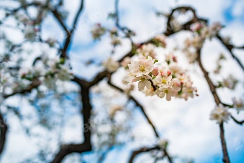 Preview: Photo of blossoming apple tree brunch with white flowers on blue sky background